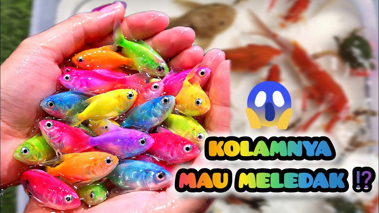 Campur Semua Ikan Koki, Koi, Glowfish, Cupang & Baby Turtle ke Kolam Mini⁉️Hasilnya Bikin Kaget 😱