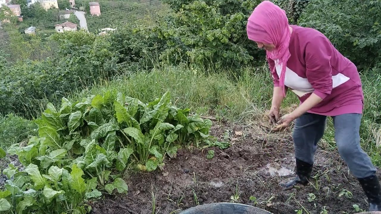 GÜNLÜK RUTİN İŞLER‼️BAHÇEMİN GÜZELLİĞİ RABBİM BEREKETİYLE YEMEĞİ NASİP ETSİN / DOĞAL KÖY YAŞAMI