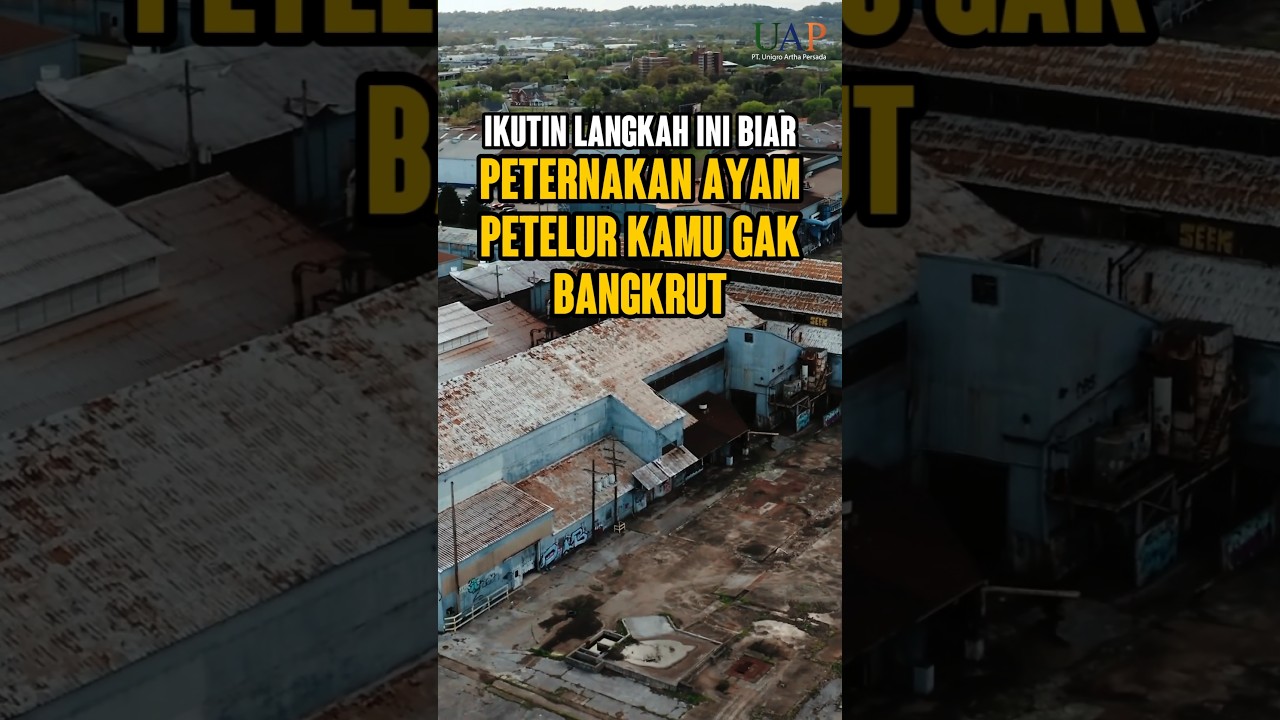 CARA AGAK PETERNAKAN PETELUR GAK BANGKRUT !!!