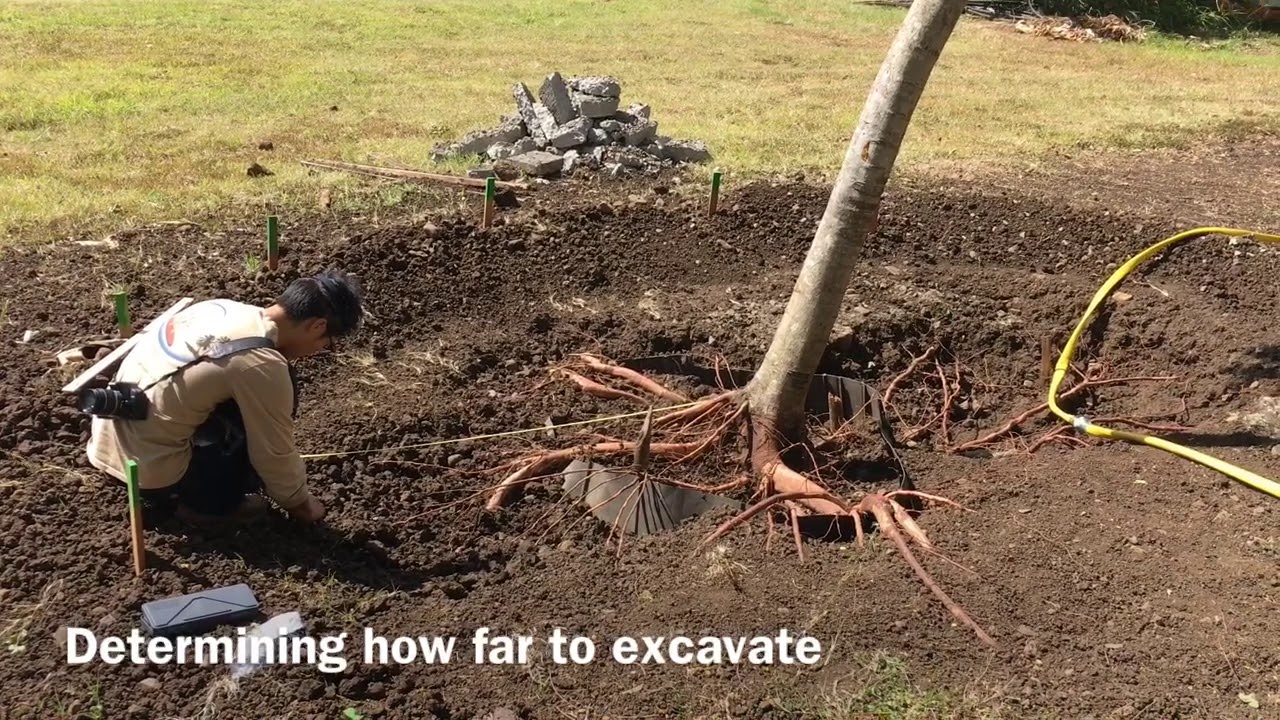 Long Term Research On Urban Tree Installation For Reducing Infrastructure Damage