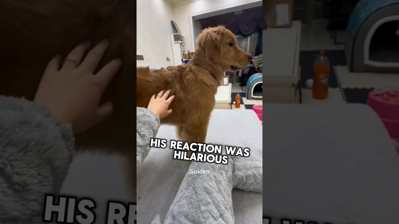 This dog got scared when mom was home #shorts
