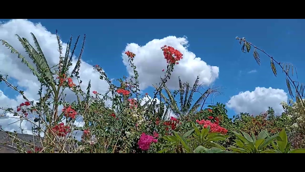 Muitas flores de Bougainville