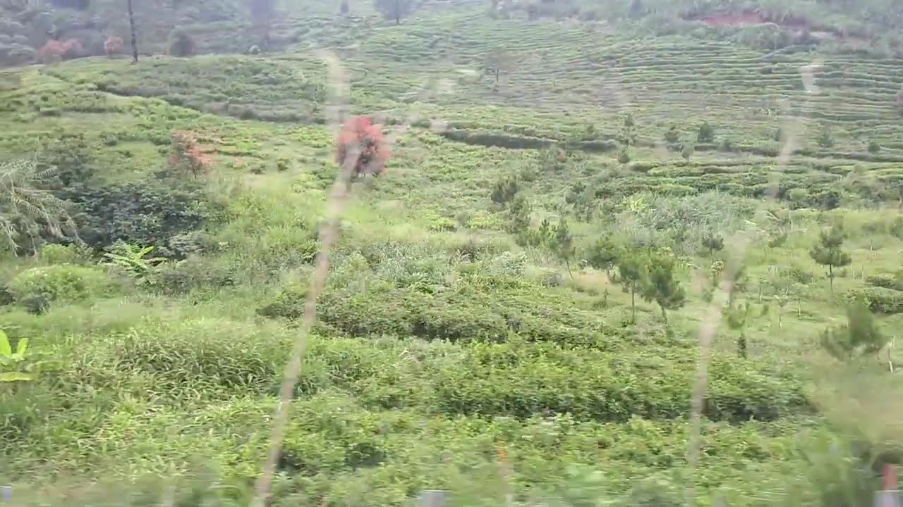 PEMANDANGAN PUNCAK DARI DALAM BUS