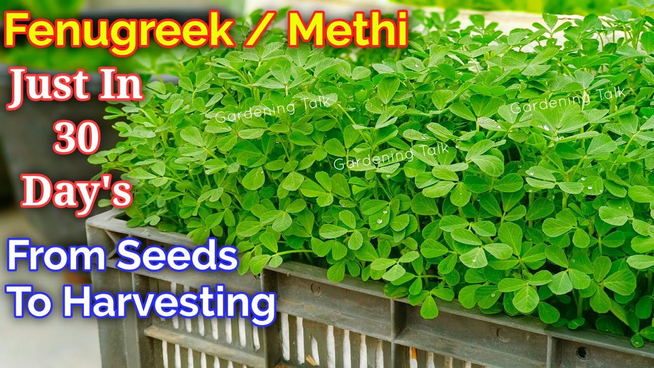 Grow Fenugreek (Methi) in 30 Days: Complete Cultivation Guide | Methi Ki Kheti Kaise Kare