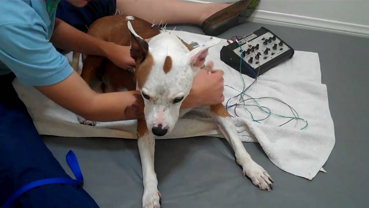 Brandy - the miracle dog: Shelter Angel Video