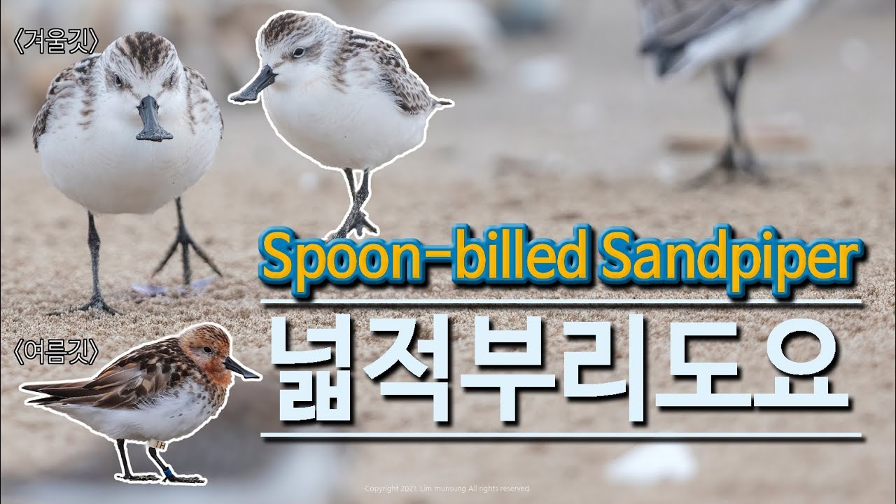 Spoon-billed Sandpiper 넓적부리도요 최종