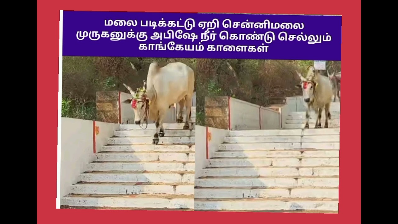 மலை படிக்கட்டு ஏறும் காளைகள்