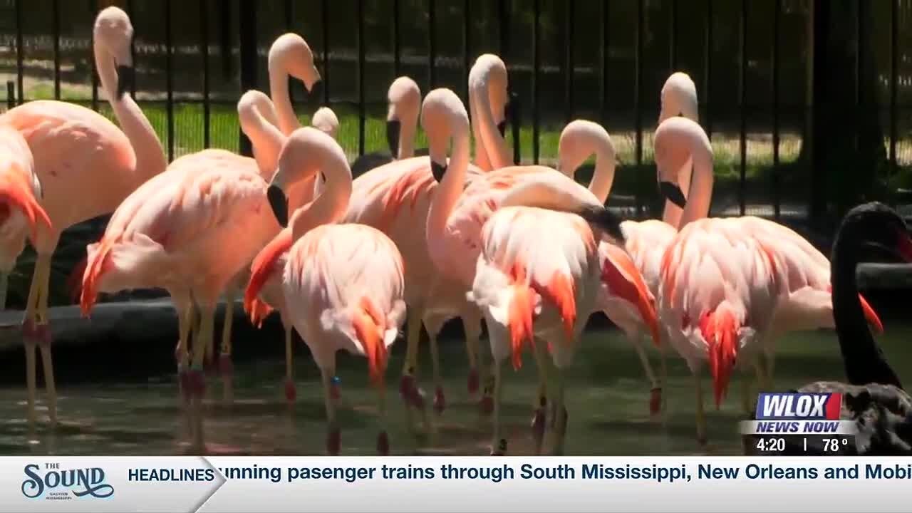 Hattiesburg Zoo unveils newly opened flamingo exhibit
