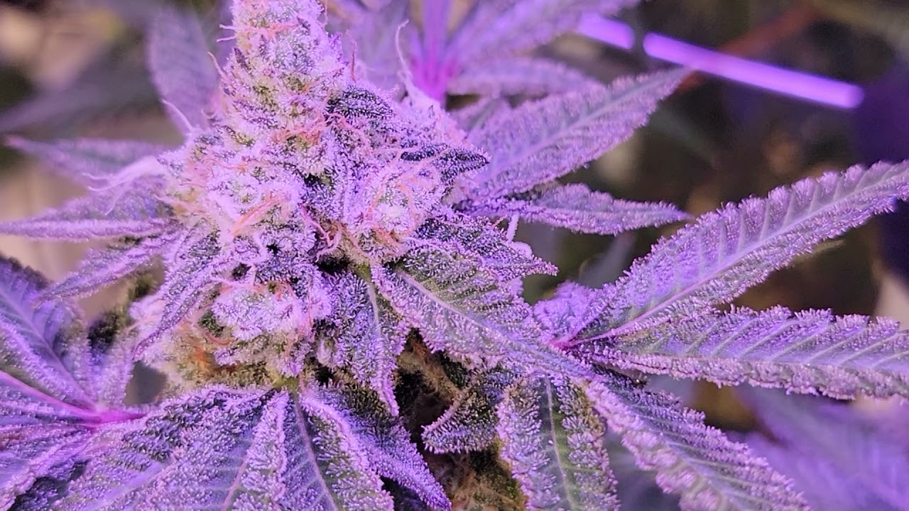 Week 10 final days of flush