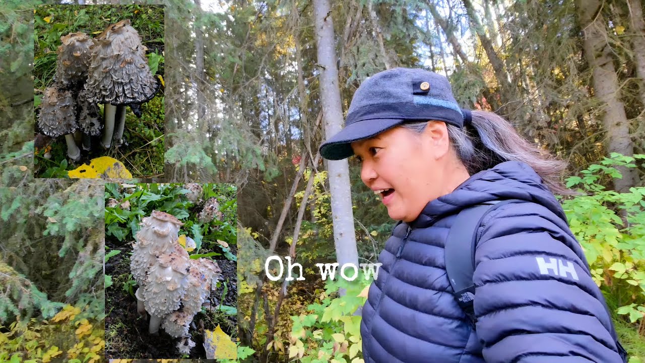 Went for a hike and got the SURPRISE of my life! | Shaggy Mane  Mushroom | Nature's Bounty