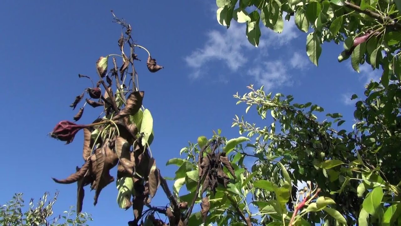 Fireblight on Apples and Pears final