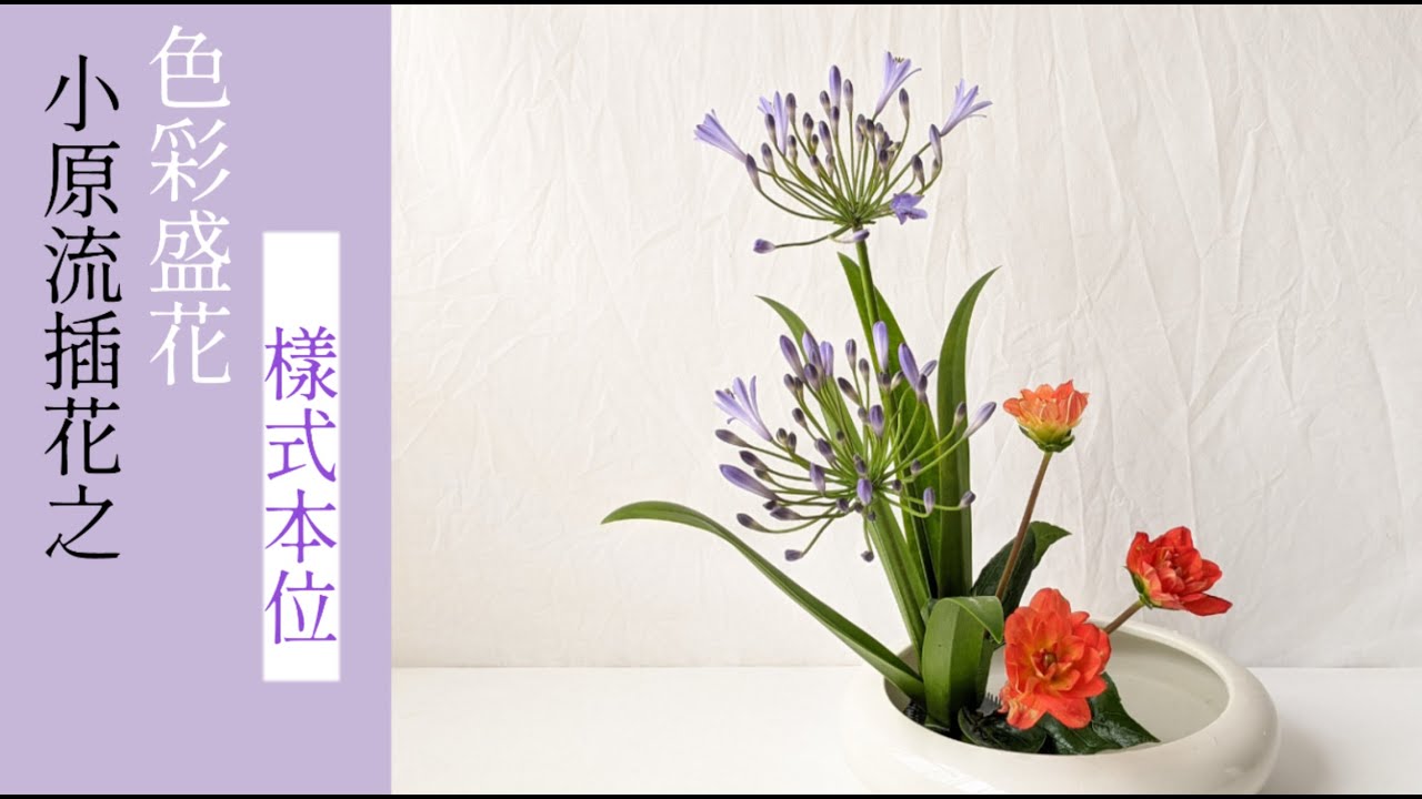 花與貓｜小原流盛花樣式本位 (君子蓮）Color scheme moribana traditional method (Agapanthus)