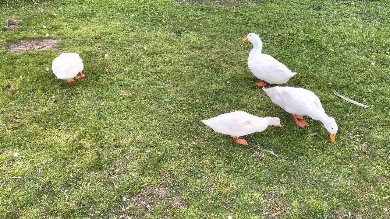 Let&rsquo;s feed the ducks