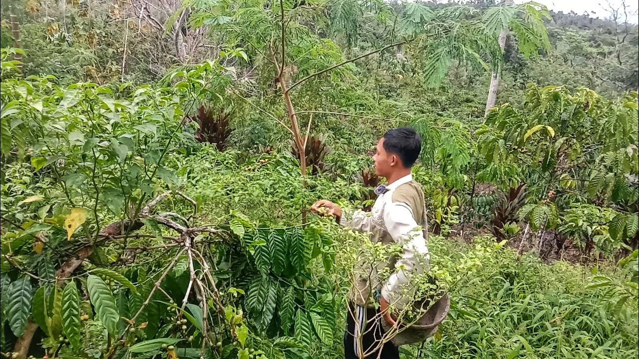 Petik Buah Cabe Dikebun, Habis Hujan Disore Hari, Beliin Ibu kompor, Malah Salah Beli