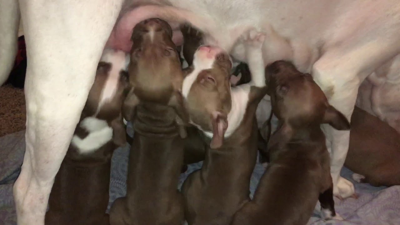 Nursing puppies 5 weeks old