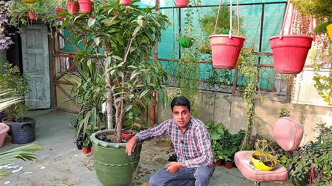 Anaar Ka Tree 24'' Pot Main Shift Kr Dia || Happy Gardening