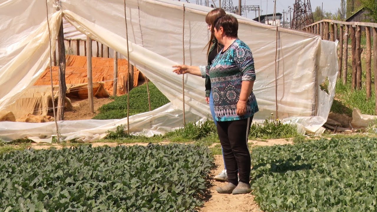 Перша закарпатська розсада: як у Греблі на Хустщині вирощують зелень та квіти