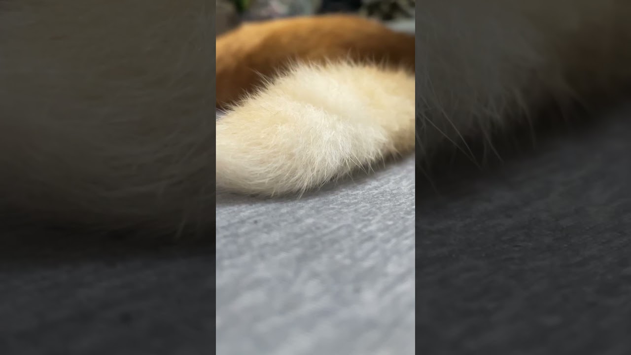 cat tail 15sec
