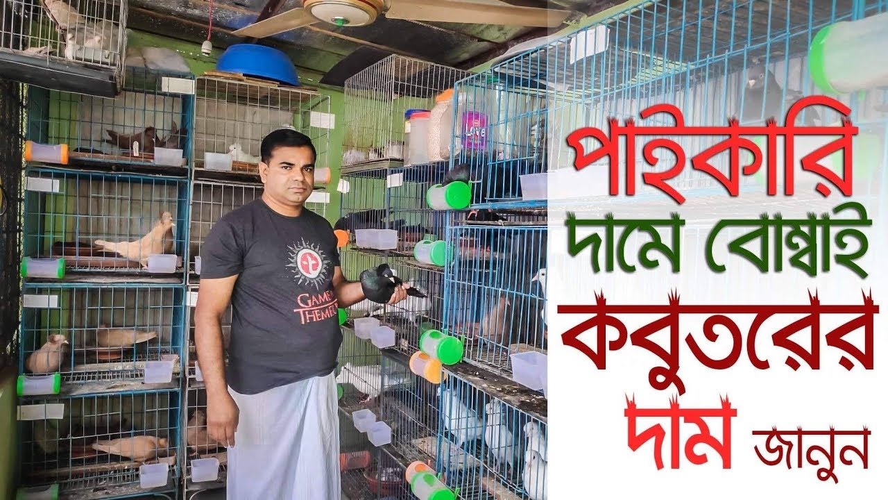 পাইকারি দামে বোম্বাই কবুতরের দাম জানুন Pigon framing