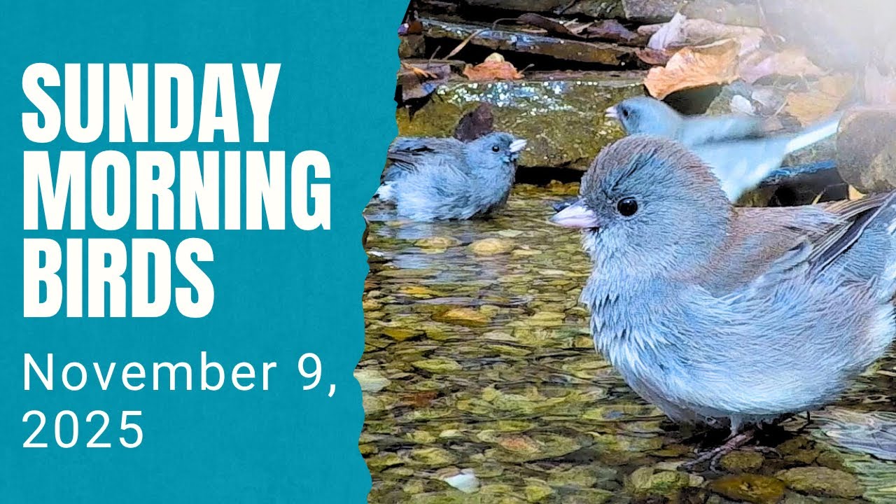 Winter Birds! Yay! The Juncos Have Arrived!