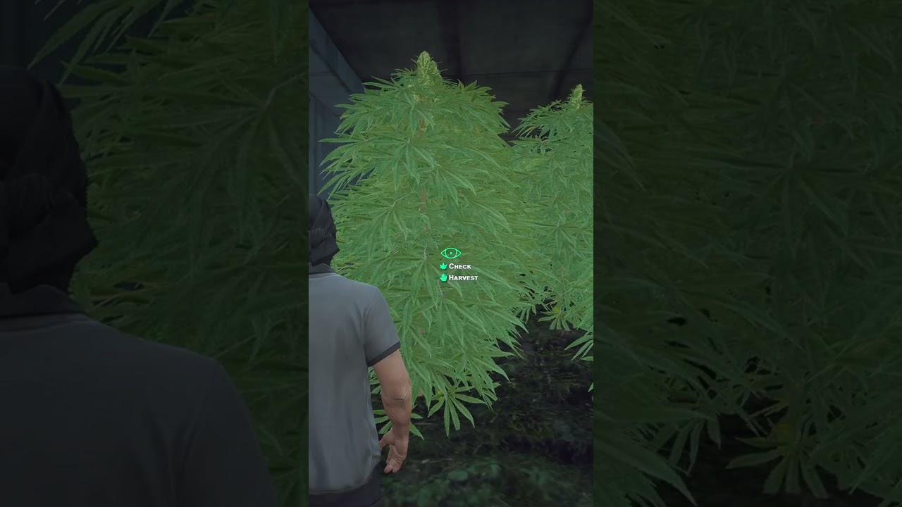 Chief Shows Chodie New Weed Grow - Nopixel #Shorts