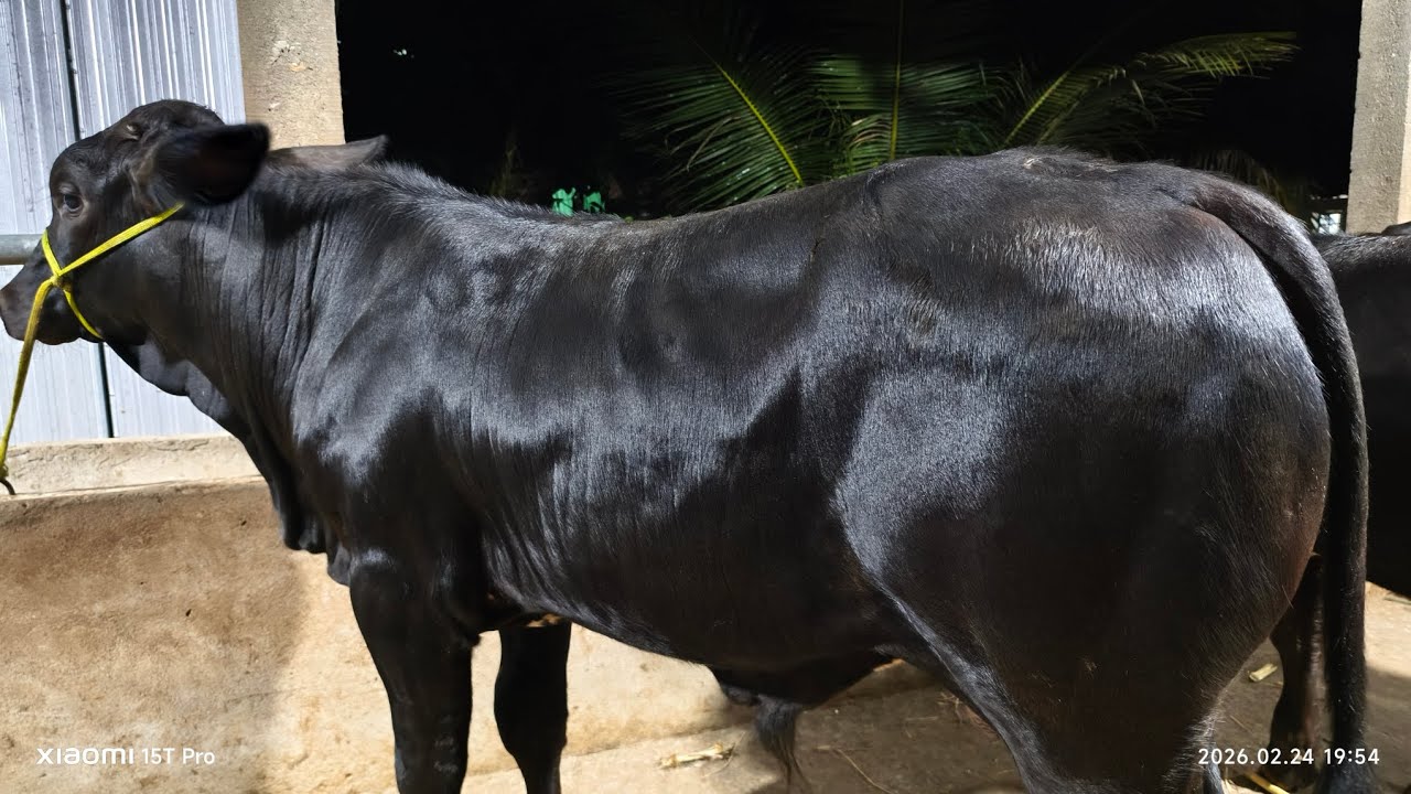 Lô Bò 3B Mới Về ngày 25/2 tại Trại Bò Út Thắng #cow  #bullfarm 