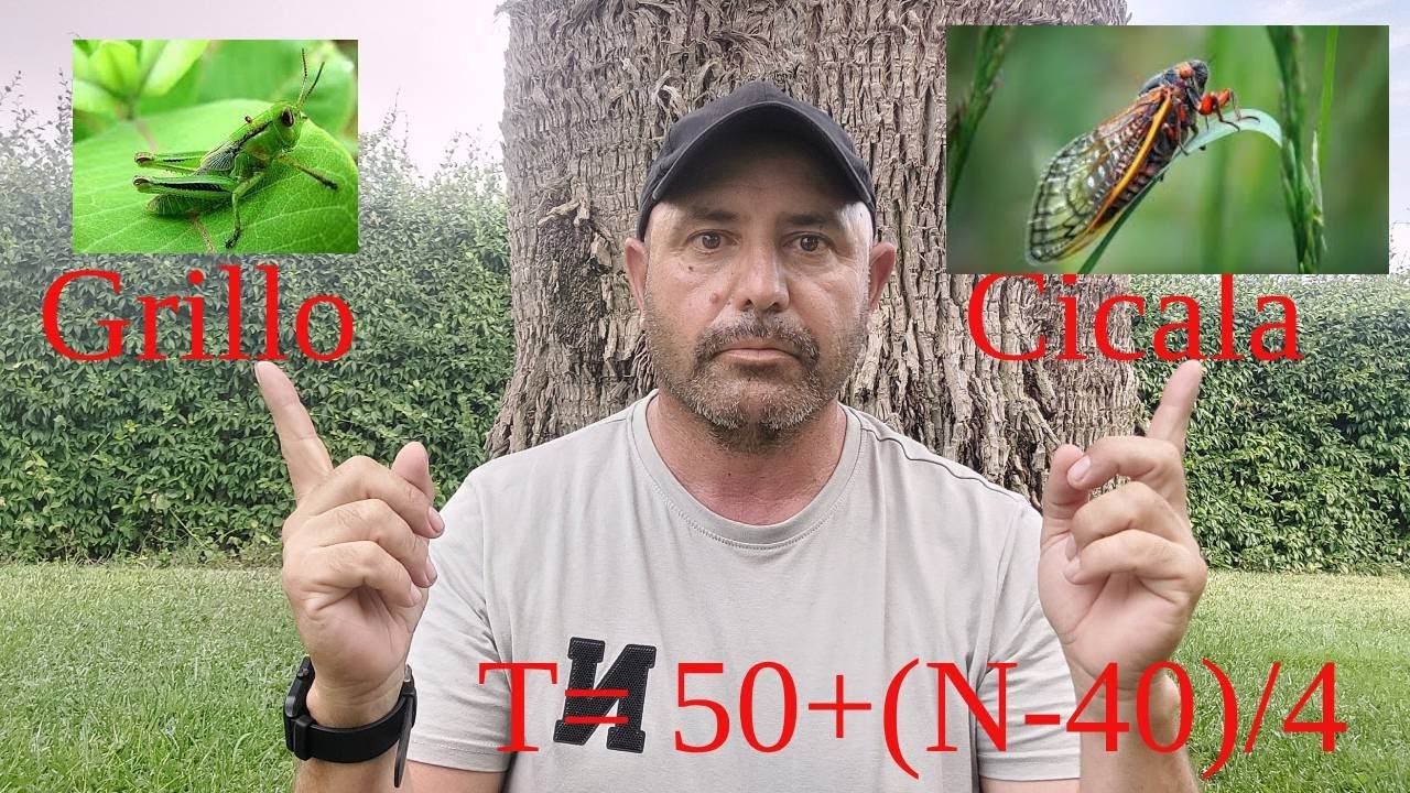 Grillo e Cicala: le differenze e perch&eacute; cantano