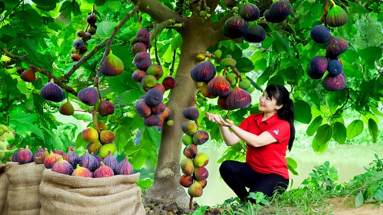 Harvest Cluster Fig, goes to the market to sell - Harvesting and Cooking |Tieu Vy Real Life