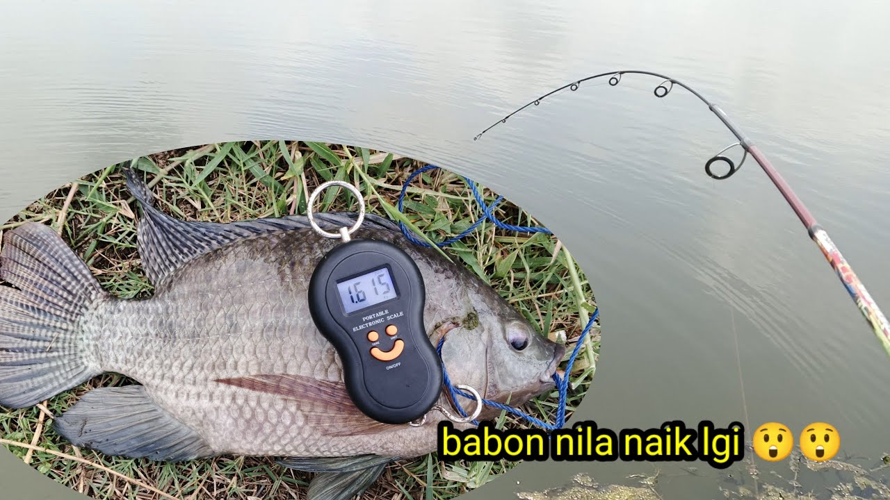 Coba mancing pake cara ini pasti hasilnya memuaskan 
