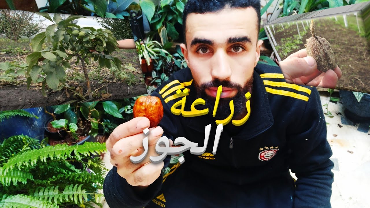 زراعة الجوز في المنزل