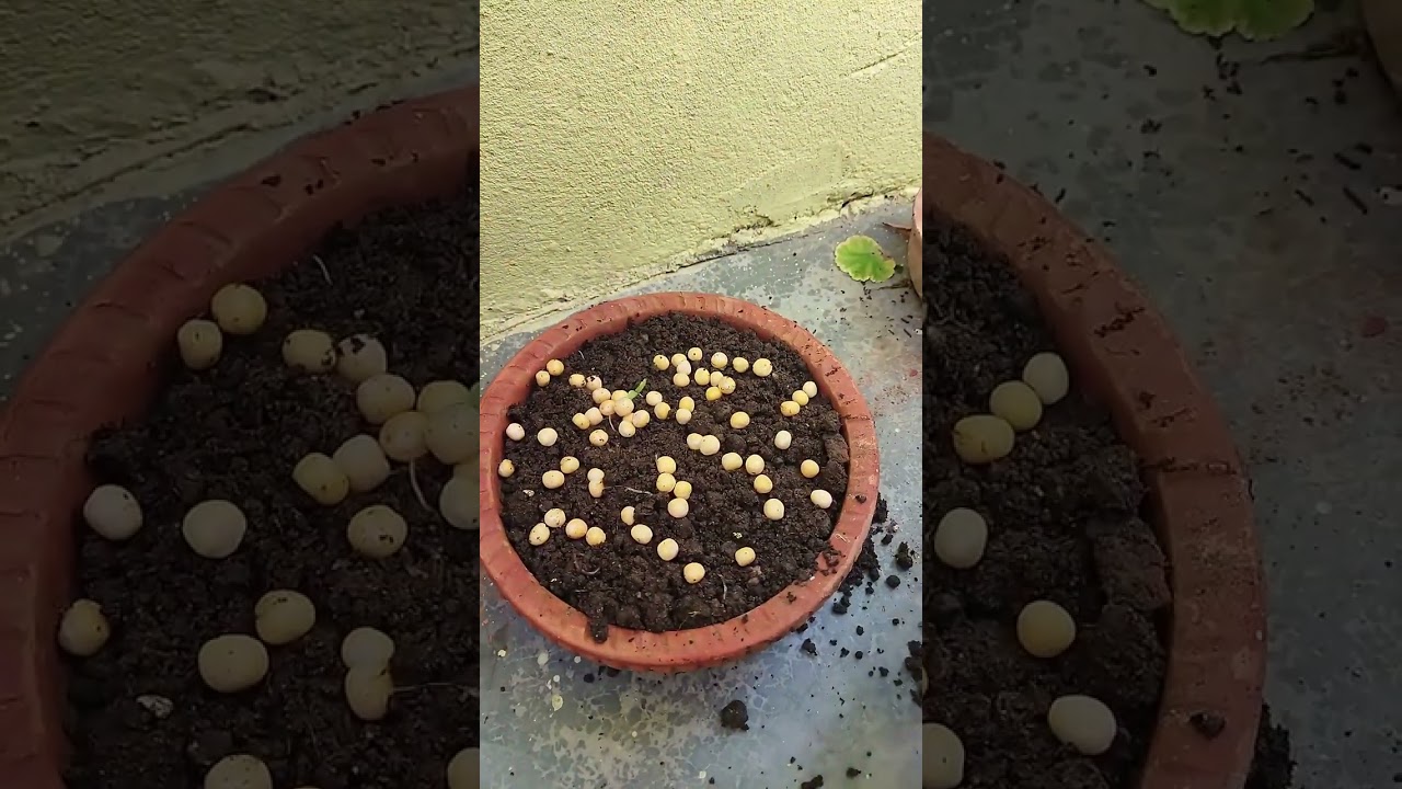 Growing dry peas at home | Kitchen gardening