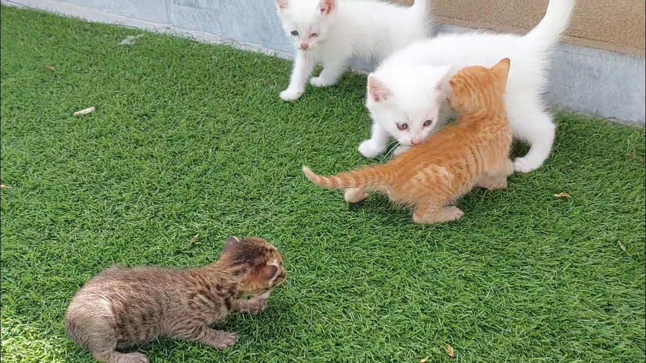 Angry Cat Growls at Orphan Kittens For Coming Near 😾🐾