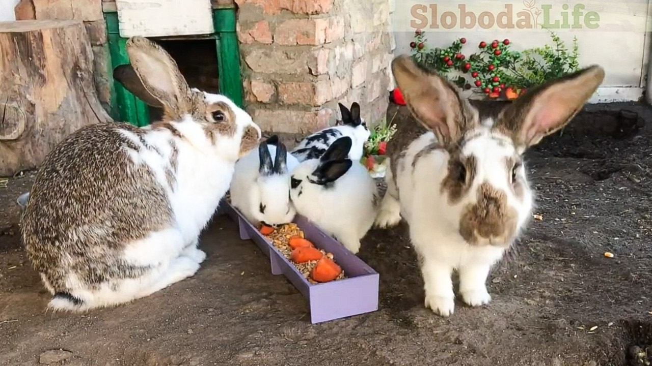 ASMR Rabbit Eating Sounds 🥕 Relaxing Farm Life with Hungry Bunnies (No Music)