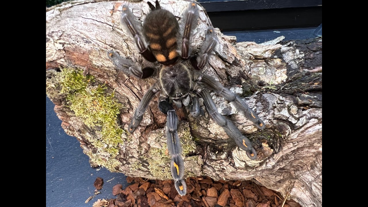 Psalmopoeus irminia , Venezuelan suntiger sling removal