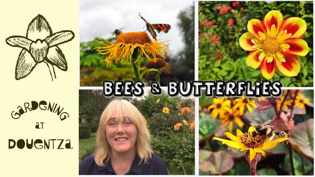 Plants to Attract Bees & Butterflies to your Garden || Quick & Easy Guide