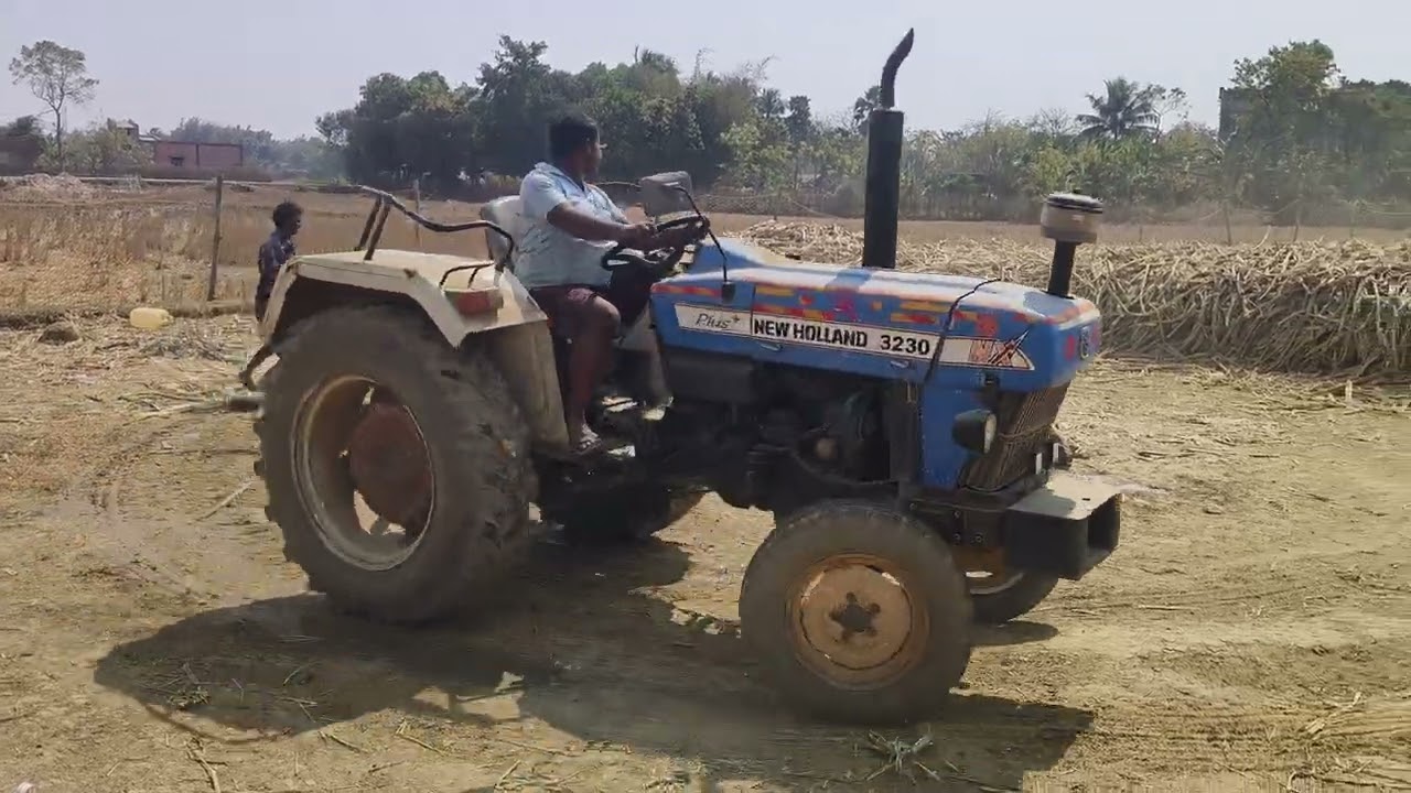SUGAR CANE .