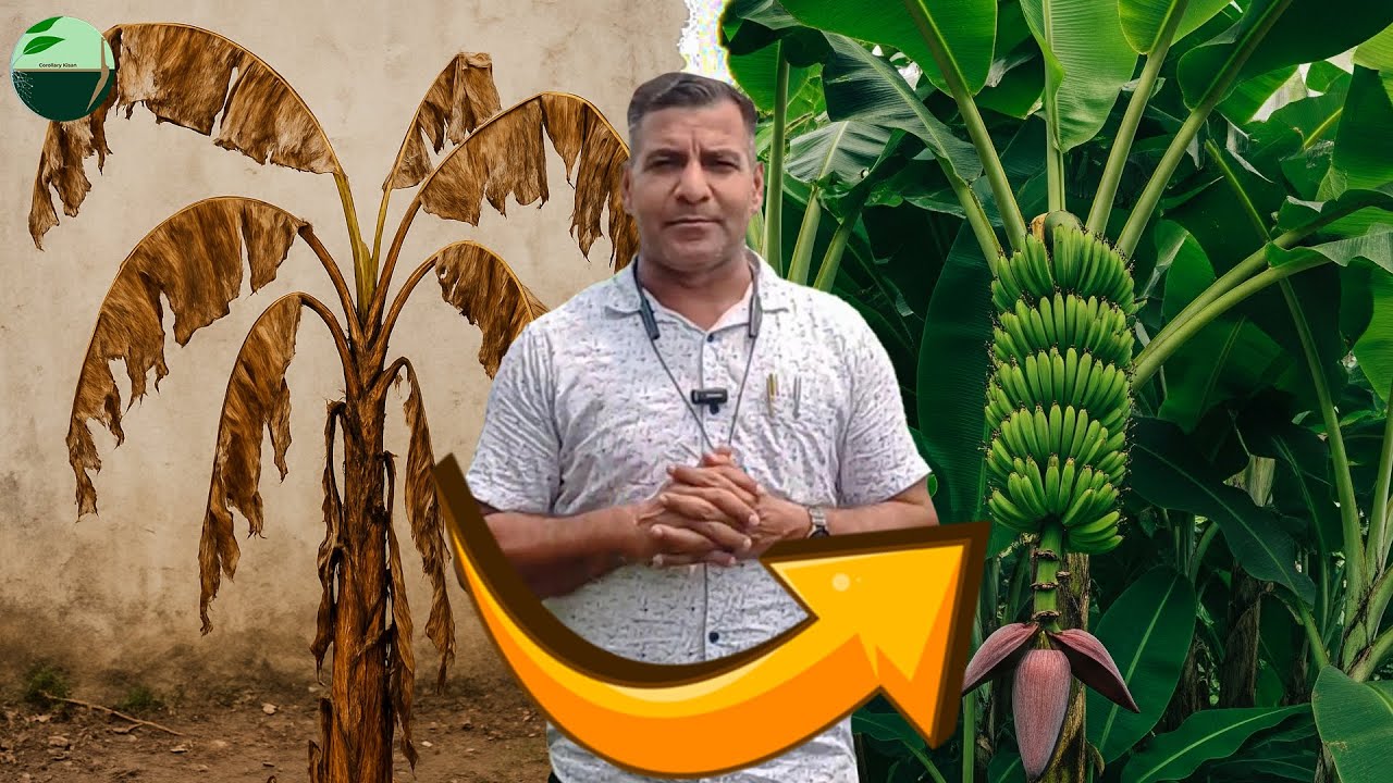1412-Kisan karyashala: पौधे का मेन्‌टन्‌न्‍स्‌ + केले की खेती में सबसे बड़ी गलती  #rahuljawan के साथ