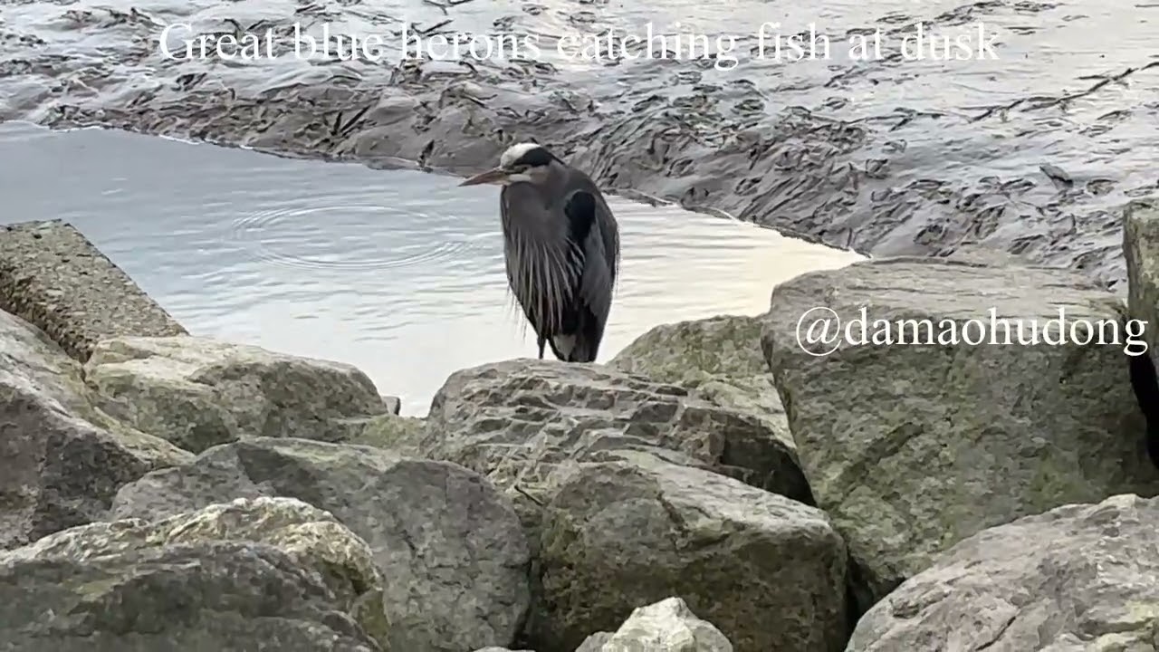 Great blue herons catching fish at dusk