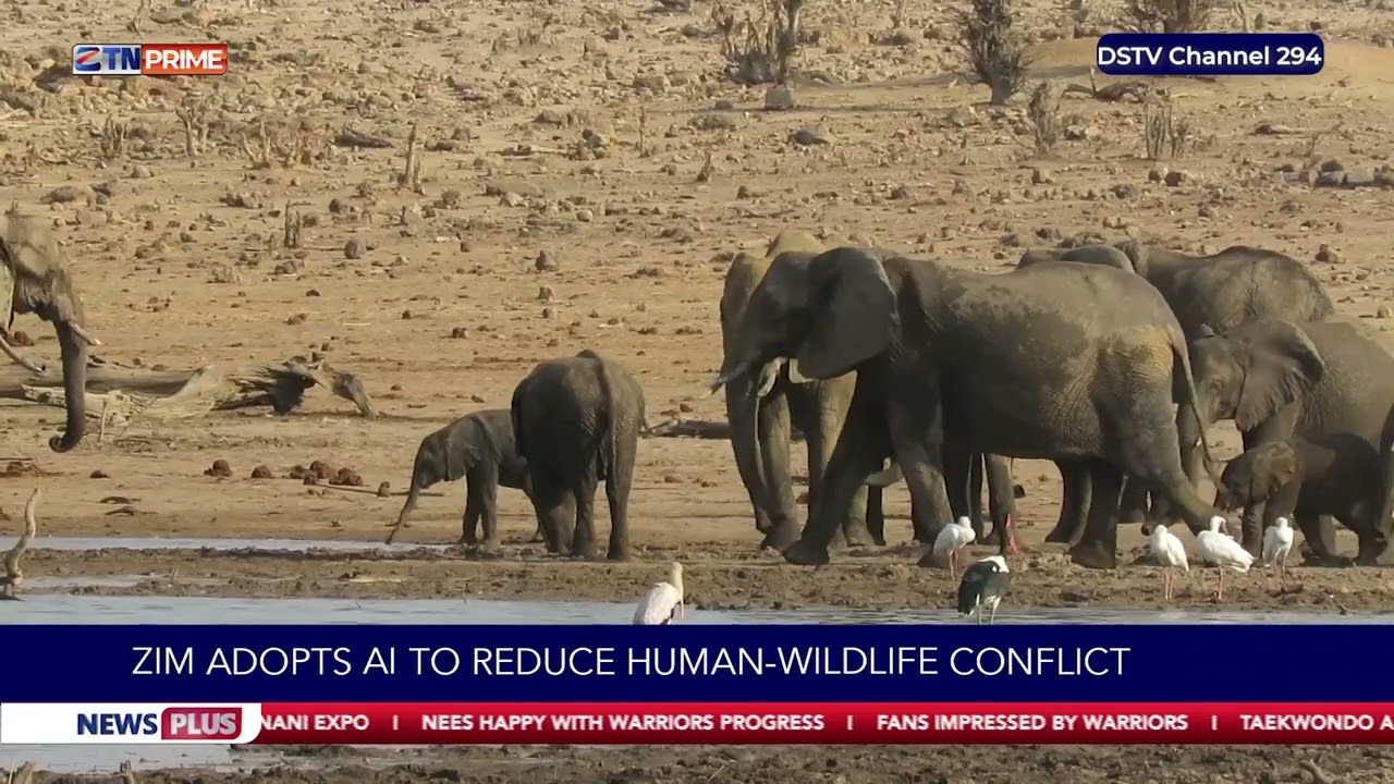 Zim adopts AI to reduce human wildlife conflict