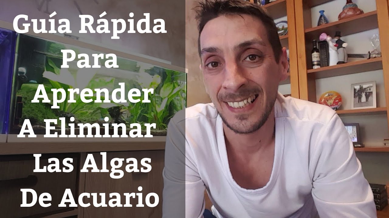 🔵 Guía Rápida Para Aprender A Eliminar Las Algas Del Acuario (Acuarios MB)