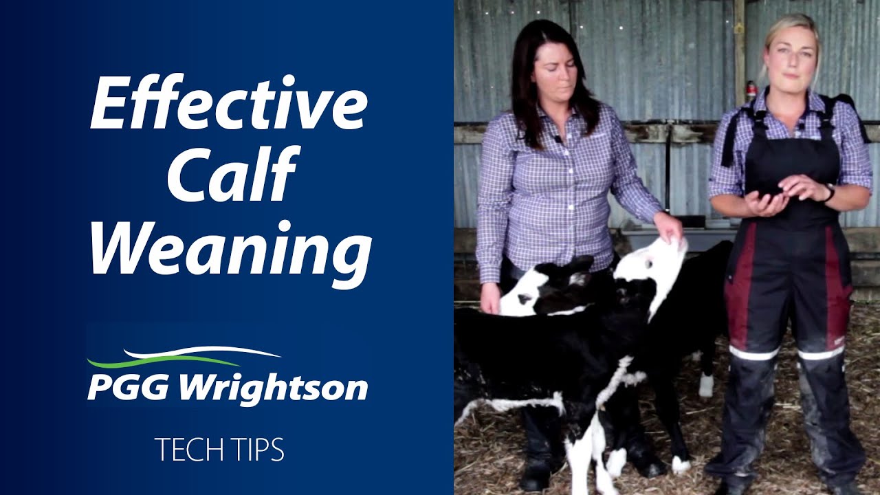 Effective Calf Weaning | PGG Wrightson Tech Tips