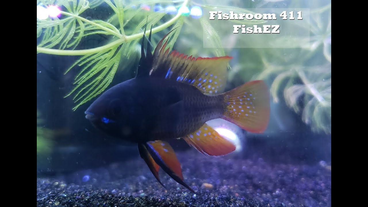 Fishroom 411: Black Ram Fry & Breeder Box Techniques