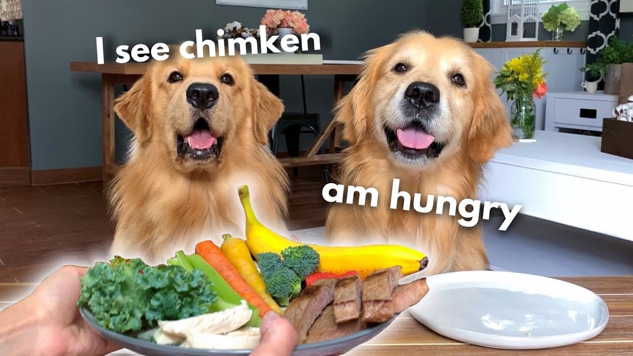Dog Reviews Food With Grandpa | Tucker Taste Test 13