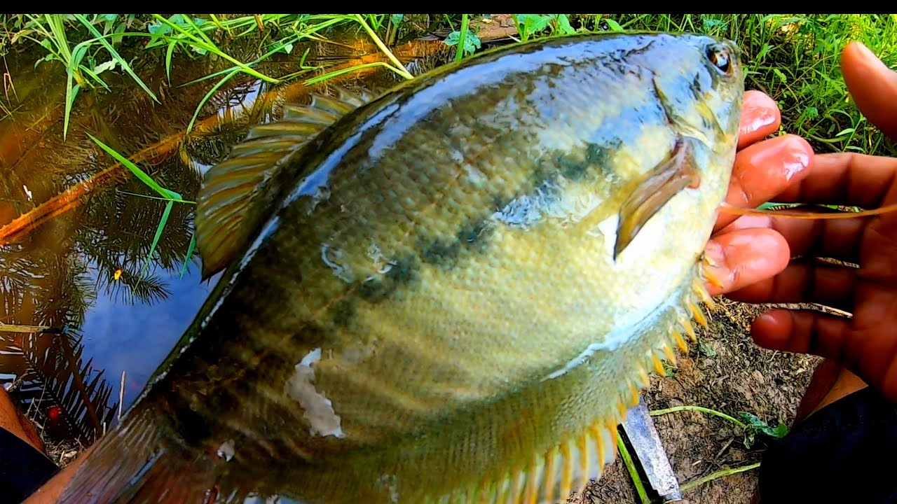 Gudang nya ikan.!!! Pemancing ini panen ikan sepat siam || Mancing ikan di rawa