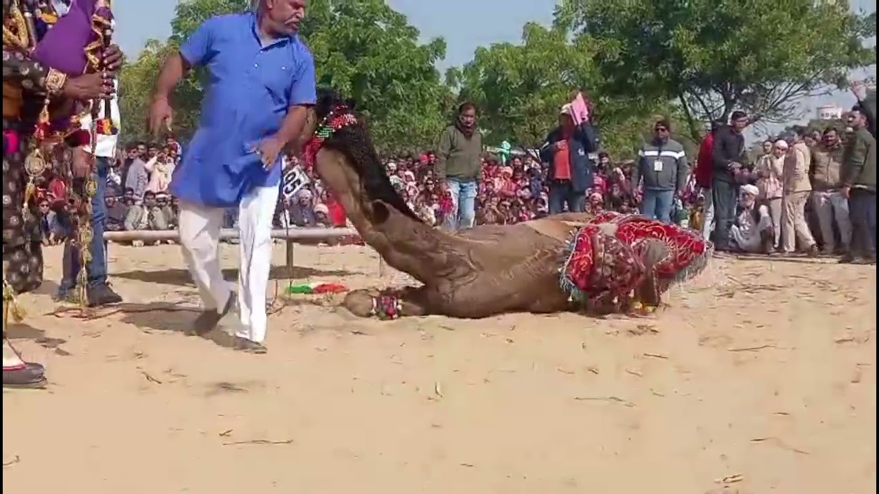 बीकानेर कैमल फेस्टिवल ने बिखेरा रंग, ऊंटों के हैरतअंगेज करतब देख हर कोई रह गया दंग