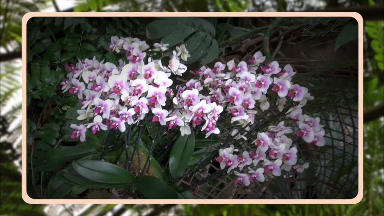 Mille et une orchidées 2013 à Paris