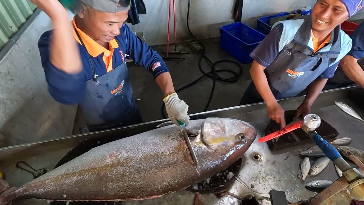 Harbor Adventure Masterful Slicing! Witnessing the Instant Processing of a Giant Amberjack—Pure Adre