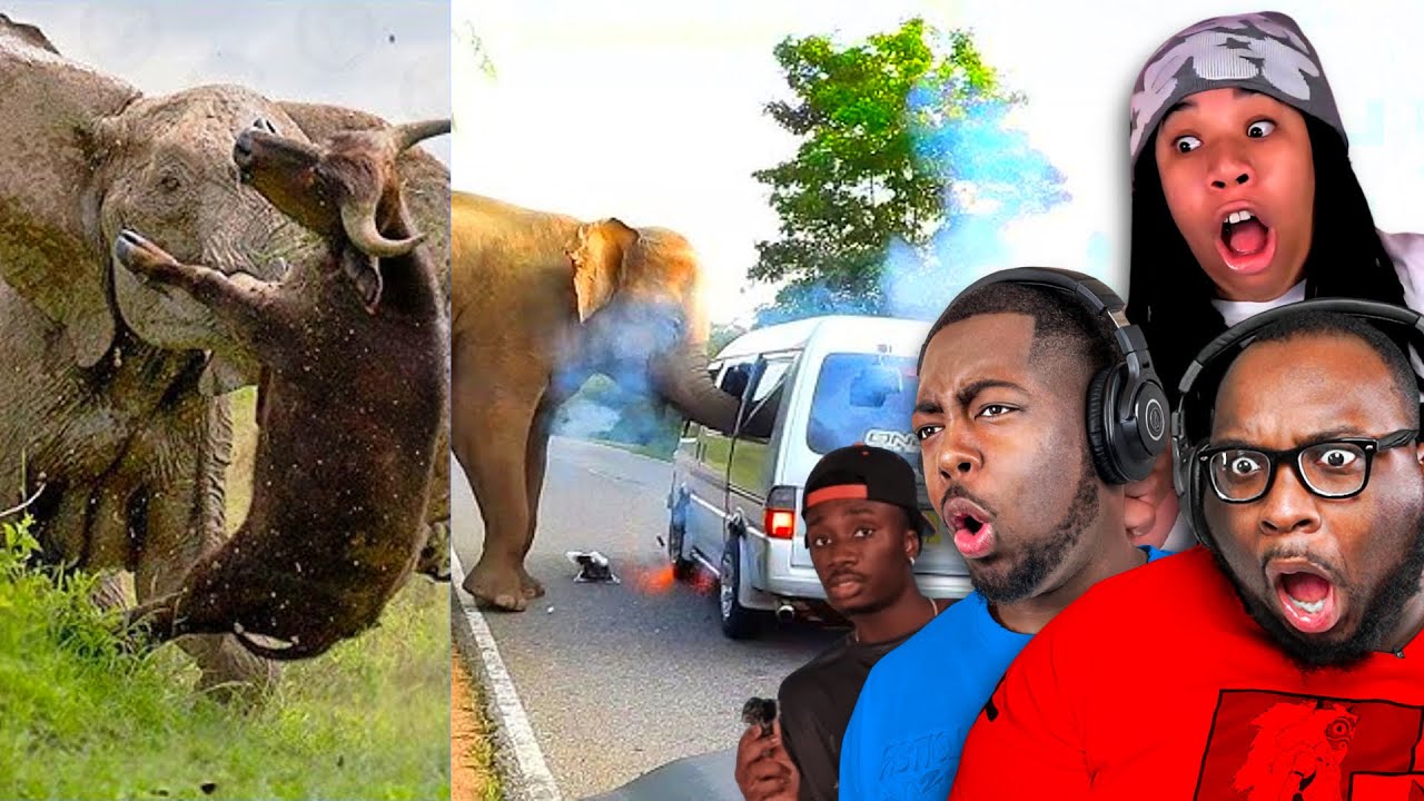 THE MOST INSANE CRASHOUTS IN THE ANIMAL KINGDOM  w/ @InternetCity (Casual Geographic)