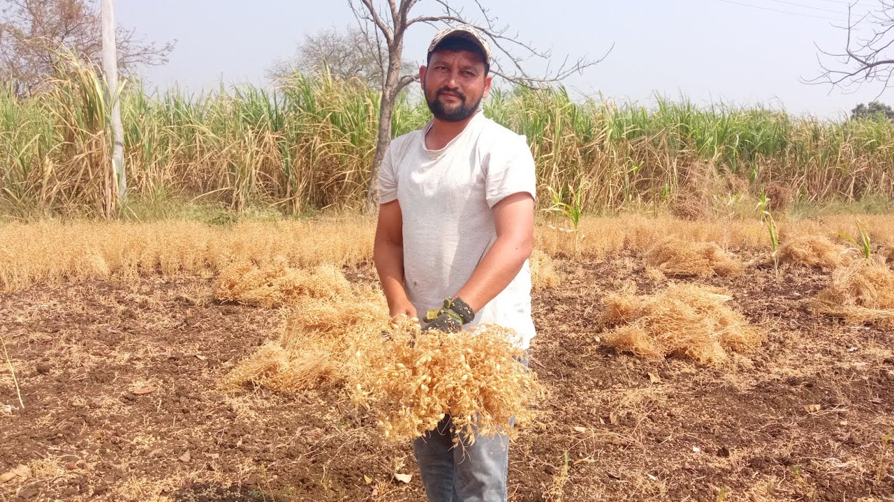 हरबरा काढणं चालू आहे मित्रांनो व्हिडिओ संपूर्ण बगा नवीन असाल तर चॅनला सबस्क्राईब करा  