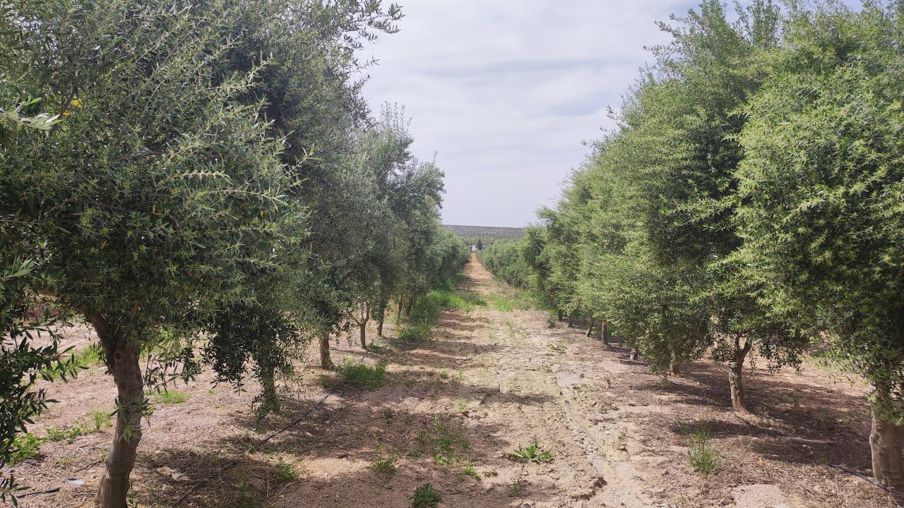 زيتون بكثافة عالية و بكثافة عالية جدا  plantation d'oliviers en intensif et en super intensif